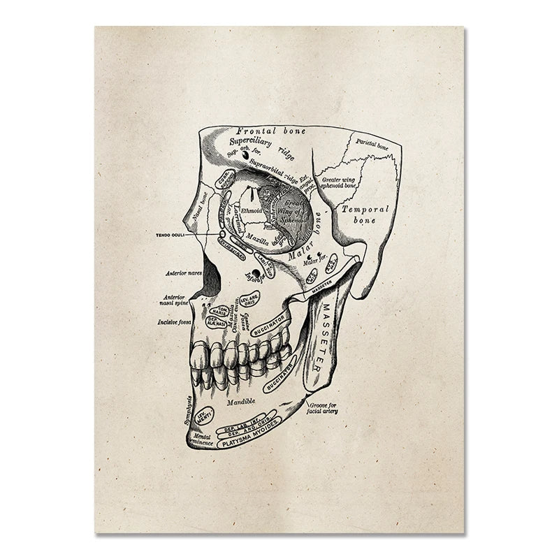 Human Skull Painting - WHITE ARMY