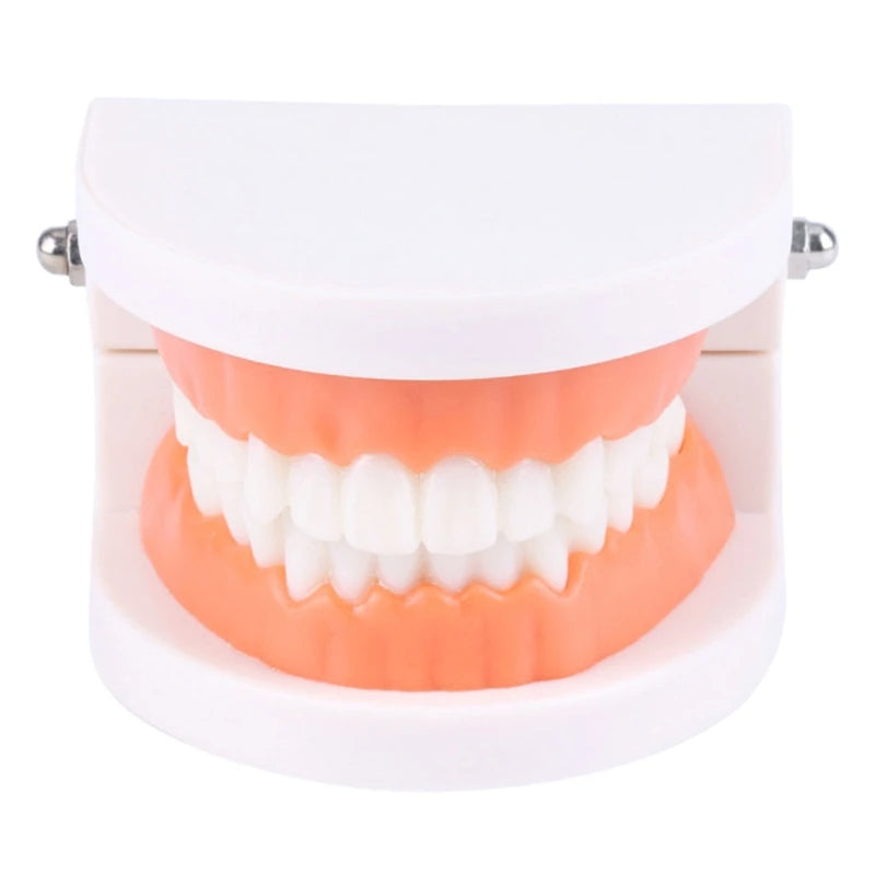 Dental Model - WHITE ARMY