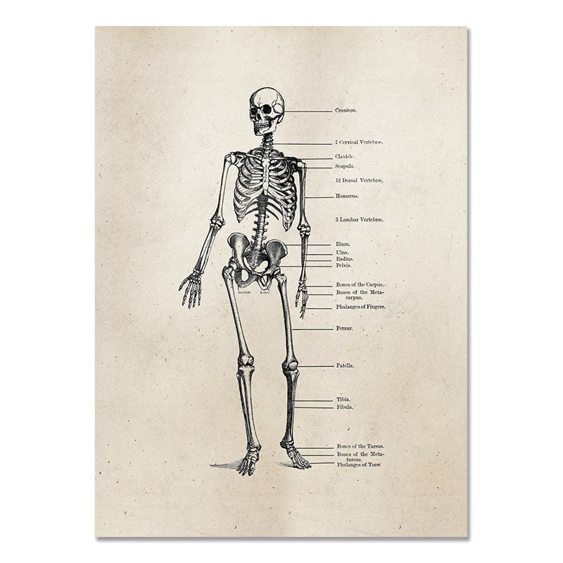 Human Skeleton Painting – WHITE ARMY