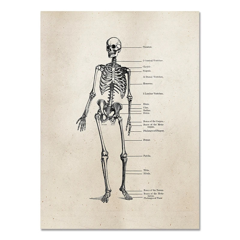 Human Skeleton Painting